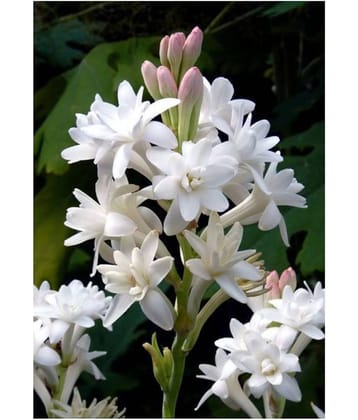 Rajnigandha or Tuberose Flower Bulbs Double Flowering (White) - Pack of 10 Bulbs