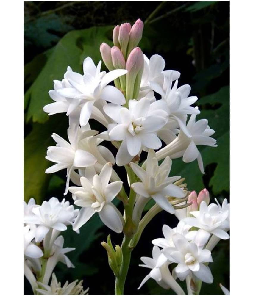 Rajnigandha or Tuberose Flower Bulbs Double Flowering (White) - Pack of 10 Bulbs