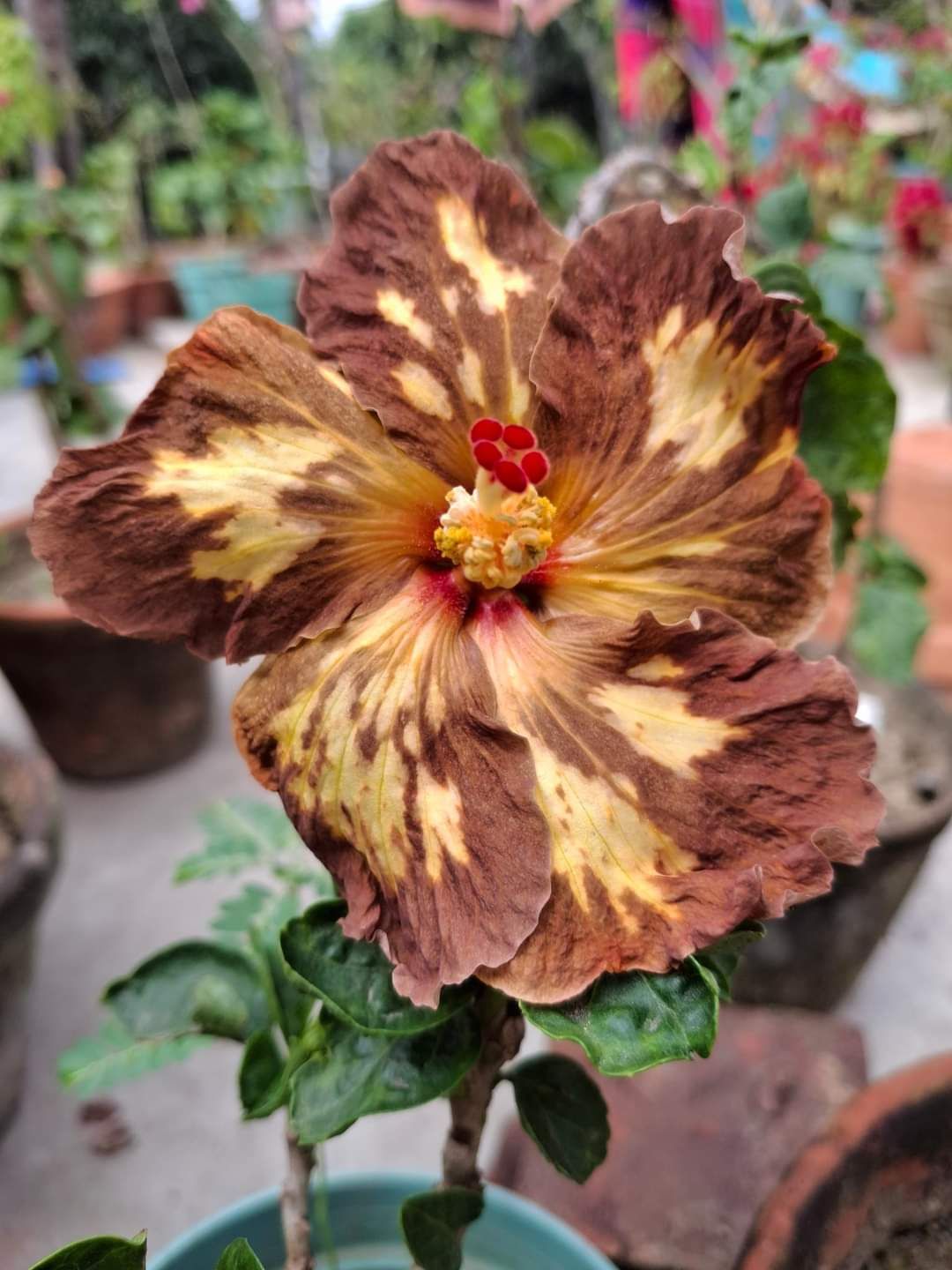 Austrelian Hibiscus Plant For Home Gardening