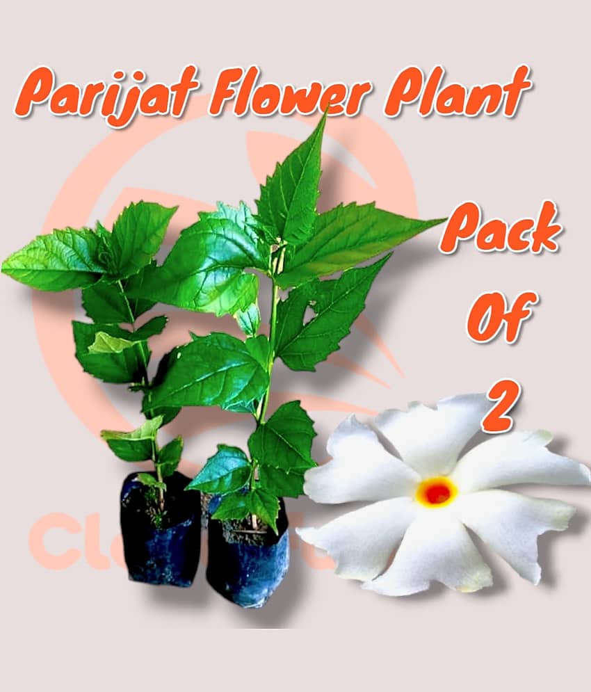 Cloud Farm Outdoor Flower Plant ( Pack of 2 )