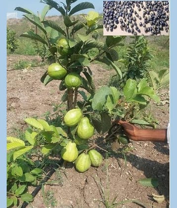 homeagro - Guava Fruit ( 100 Seeds )