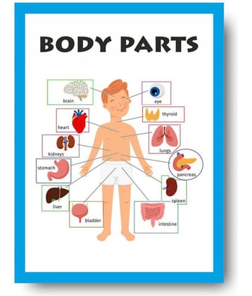 Parts of Body Chart - Early Learning Educational Posters For Children: Perfect For Kindergarten, Learn About Body Parts 16X12inc, 300GSM Thick Paper, Gloss Laminated, Multicolor)