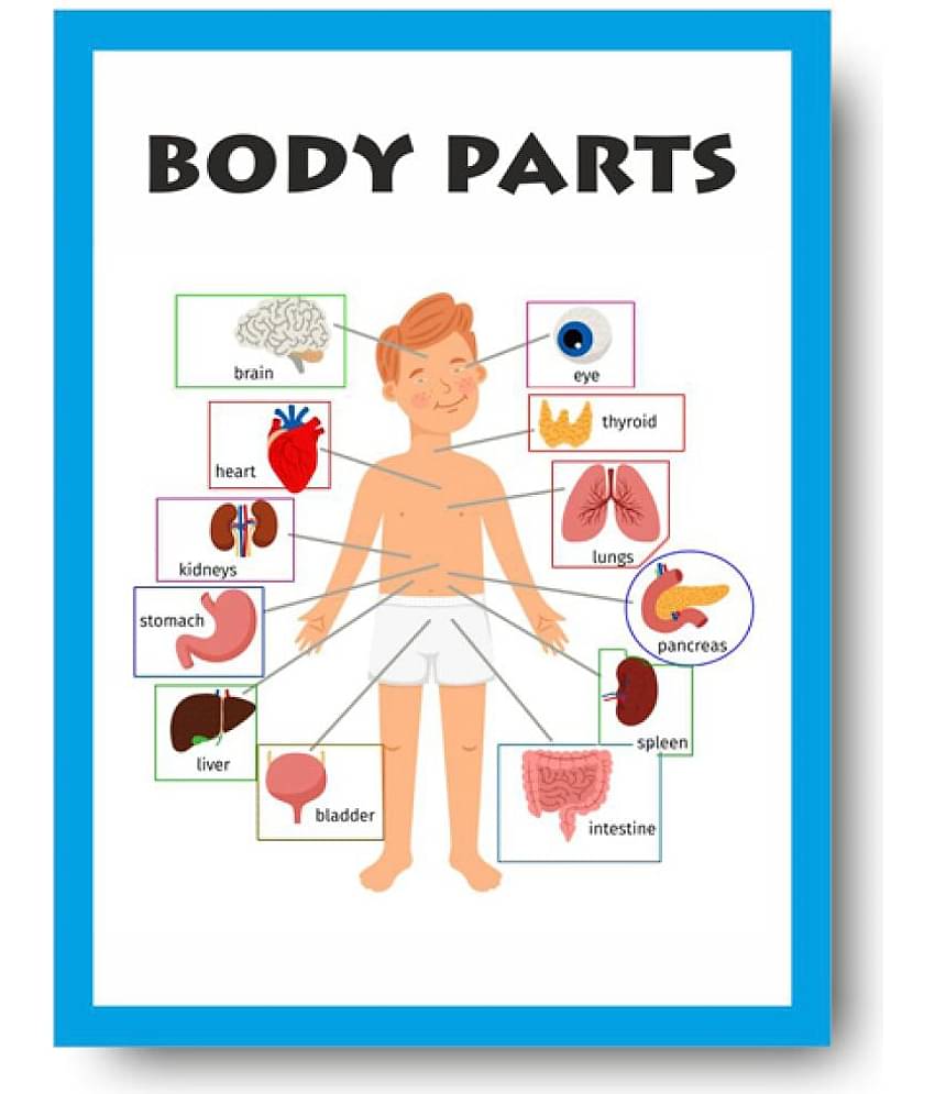 Parts of Body Chart - Early Learning Educational Posters For Children: Perfect For Kindergarten, Learn About Body Parts 16X12inc, 300GSM Thick Paper, Gloss Laminated, Multicolor)