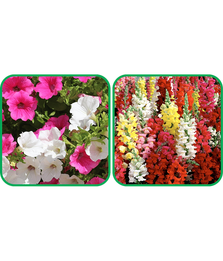Aero Seeds Antirrhinum Mix Color (50 Seeds) And Petunia Mix Color (50 Seeds) Flower Seeds Pack