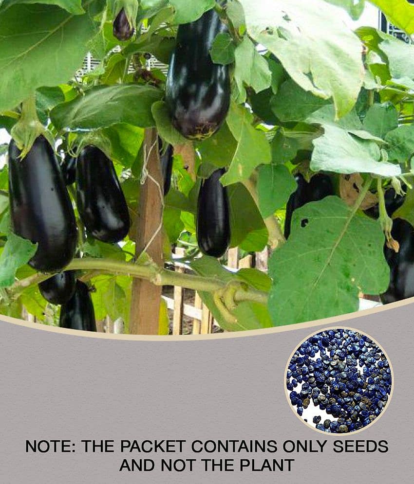 Brinjal purple round baingan 100 seeds high germination seeds with instruction manual