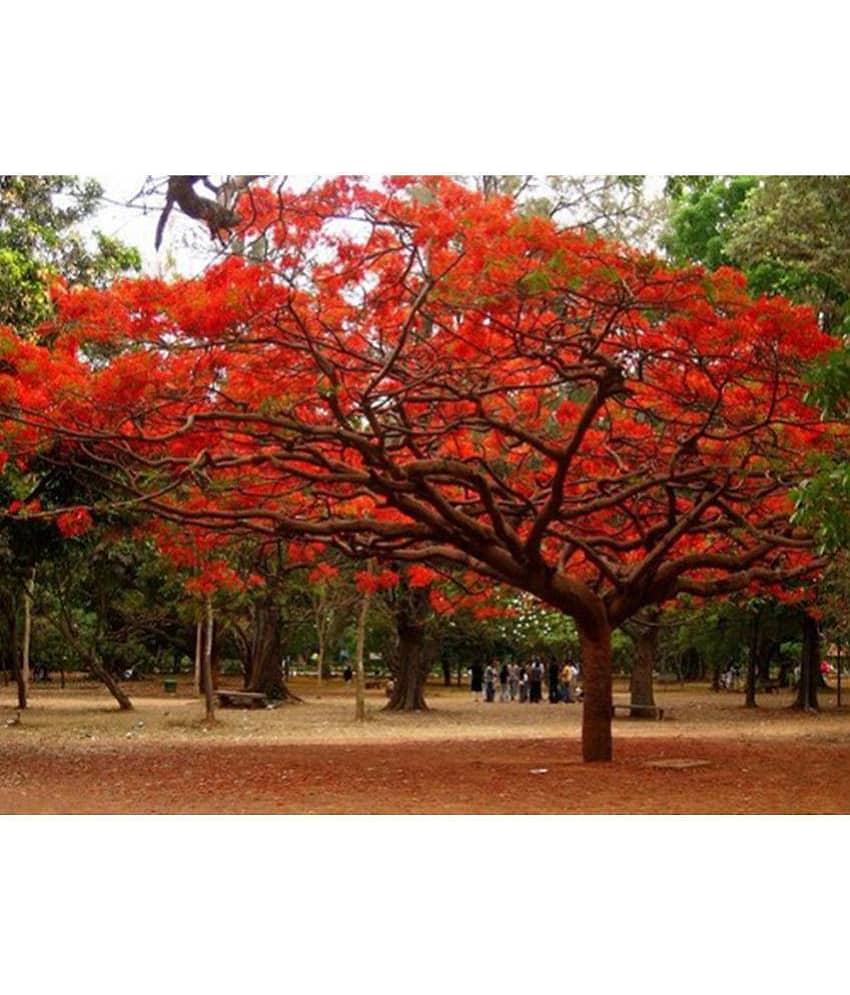 OhhSome Royal Poinciana Gulmohar Tree Seeds