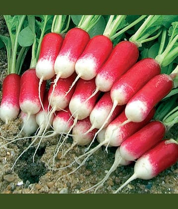 Hybrid Red Radish Vegetable ( 50 Seeds )