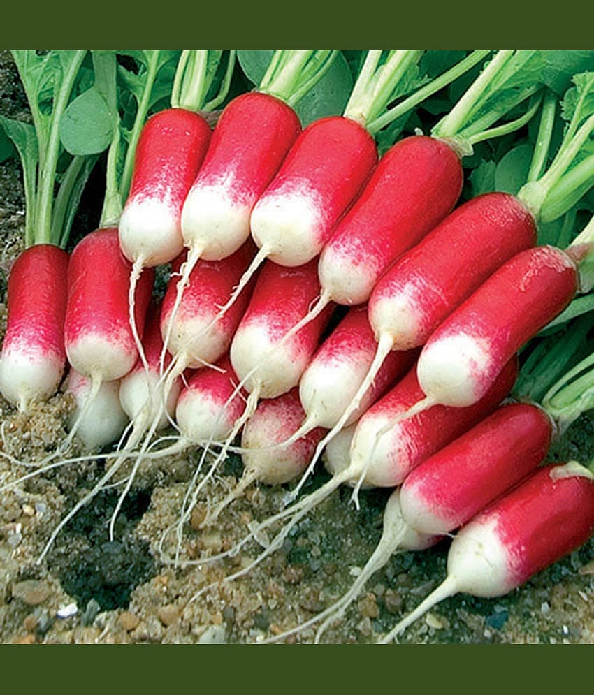 Hybrid Red Radish Vegetable ( 50 Seeds )