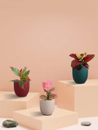 Must Have Shades of Aglaonema Plants (Small) Must Have Shades of Aglaonema Plants (Small)