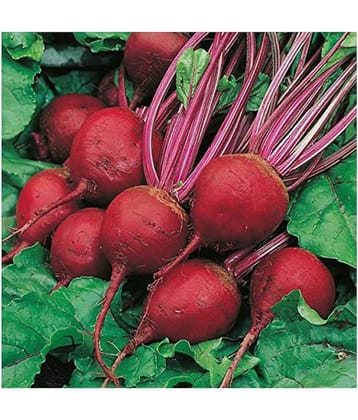 SHOP 360 GARDEN High Yield Detroit Dark Red Beetroot Seeds (Pack of 120 seeds)