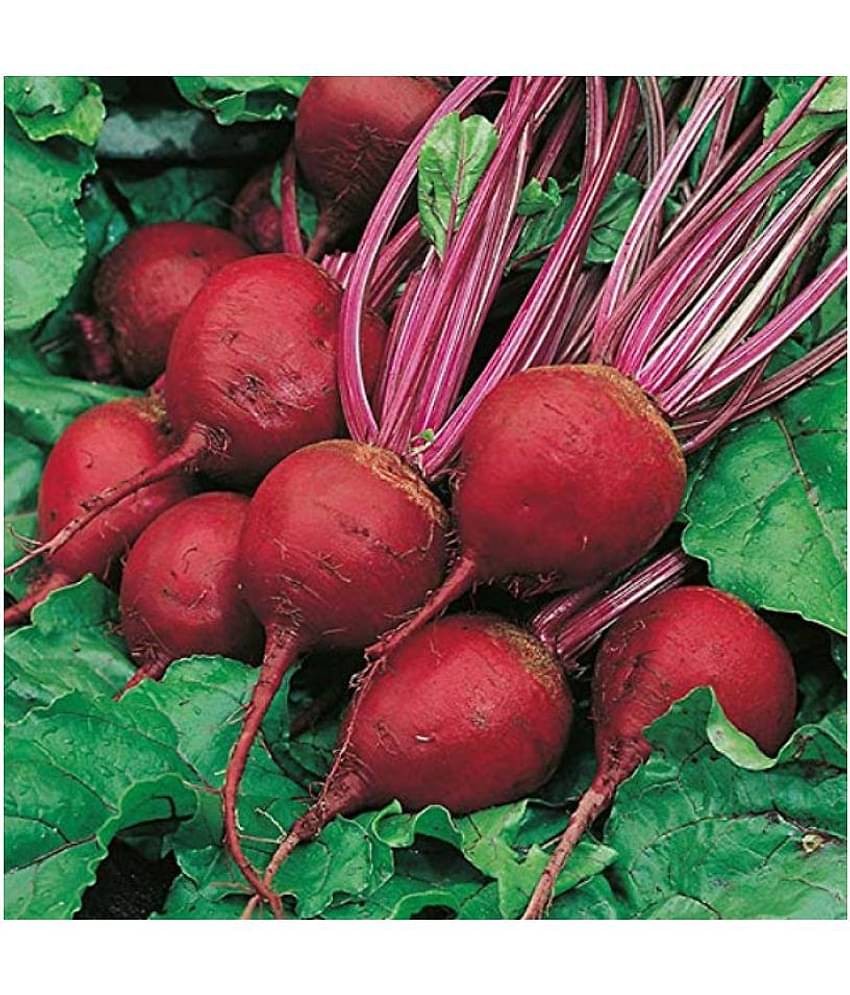 SHOP 360 GARDEN High Yield Detroit Dark Red Beetroot Seeds (Pack of 120 seeds)
