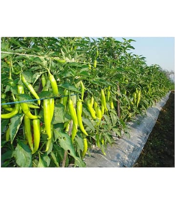F1 HYBRID CHILLI HOT PEPPER - 50 seeds
