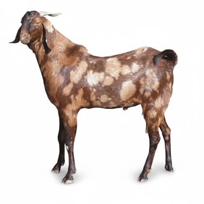 Live Goat - 25 kg - One live animal