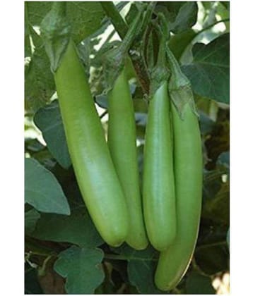 Green Brinjal Exotic Seeds - Pack of 50 Seeds F-1 Hybrid