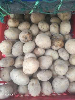 Potato fresh