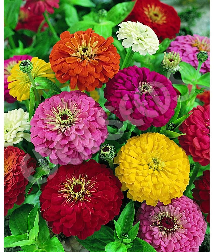 zinnia dagalia flower mix seed