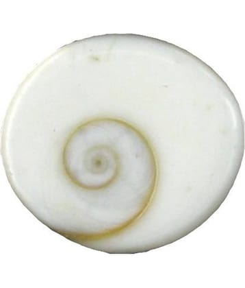 Ever Forever Very Rare Natural Big Size Gomati Chakra 3-4 Cm Approx - 1 Piece