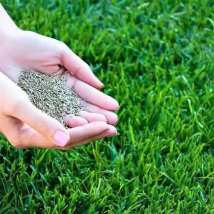 Hybrid Quick Grow Grass Lawn Seeds For Home Gardening DIY  (Pack Of 100 seeds)