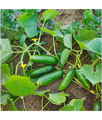 Summer Veg. Seeds - Cucumber seed ( 50 seed ) - Your Home & kitchen garden on this summer