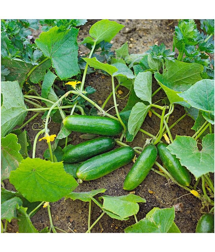 Summer Veg. Seeds - Cucumber seed ( 50 seed ) - Your Home & kitchen garden on this summer