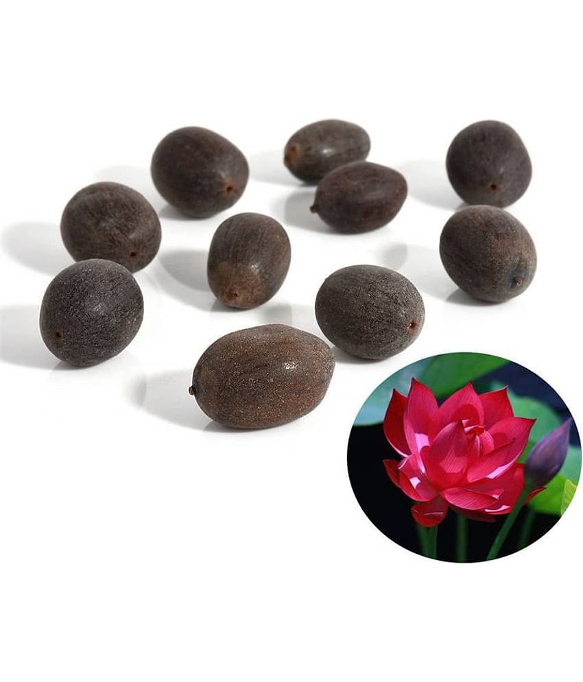 M-Tech Gardens Exotic Aquatic Lotus Flower Seeds ( Red 10 Seeds Pack)