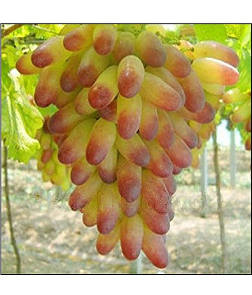 Futaba Grape Seeds Fruit Seeds