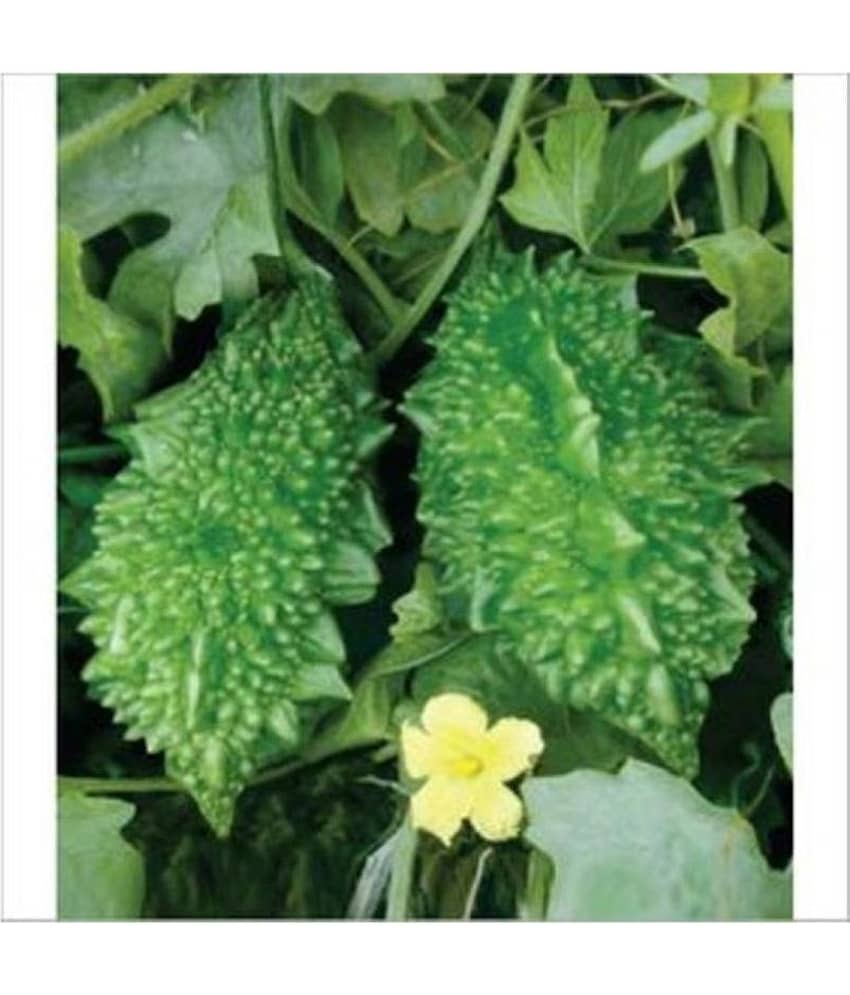 Nature Trade Bitter Gourd Seed, F1 Hybride (20 seeds)