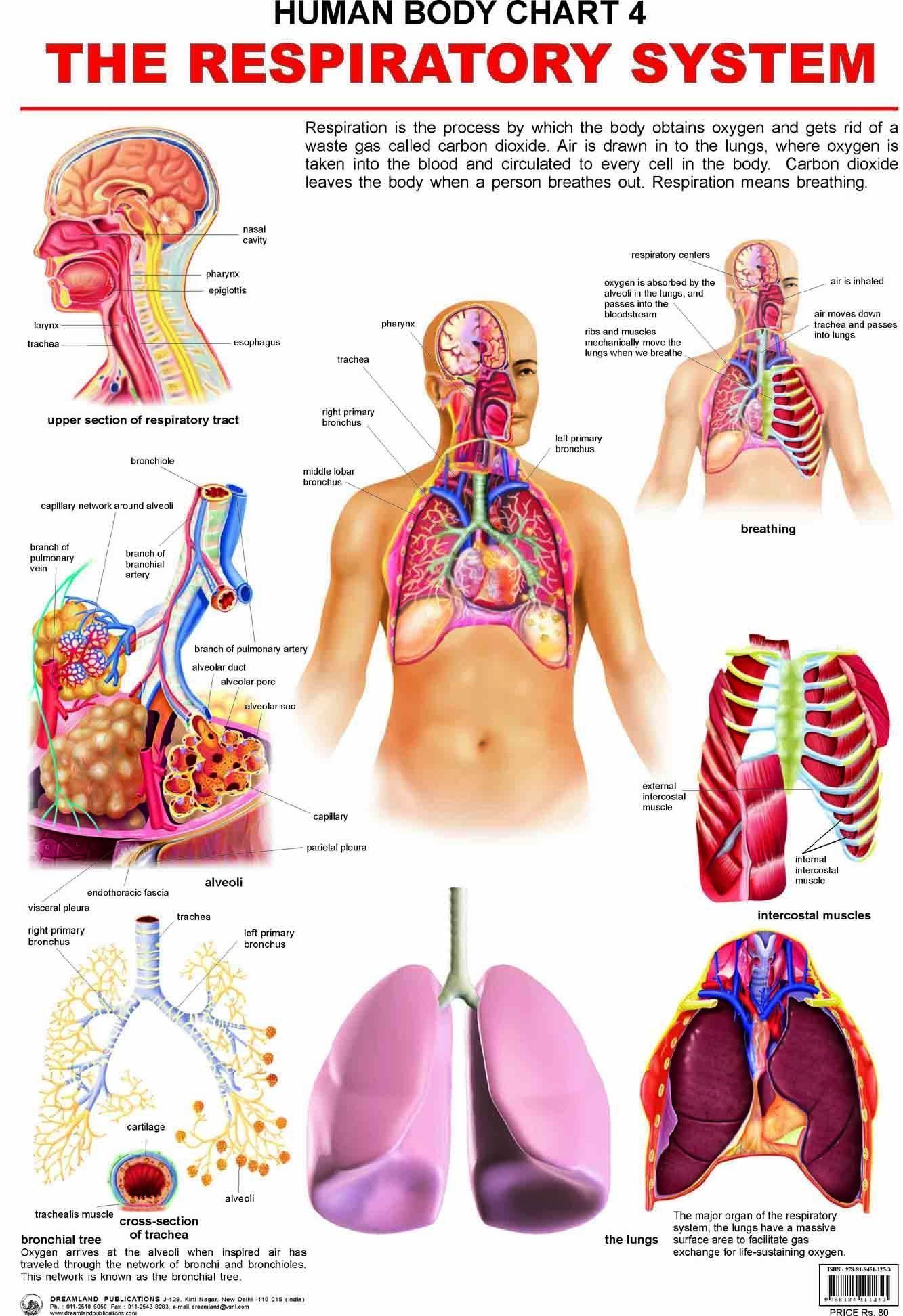 The Respiratory System Wall Chart (Human Body Chart) - Both Side Hard Laminated (Size 48 x 73 cm) [Paperback] Dreamland Publications
