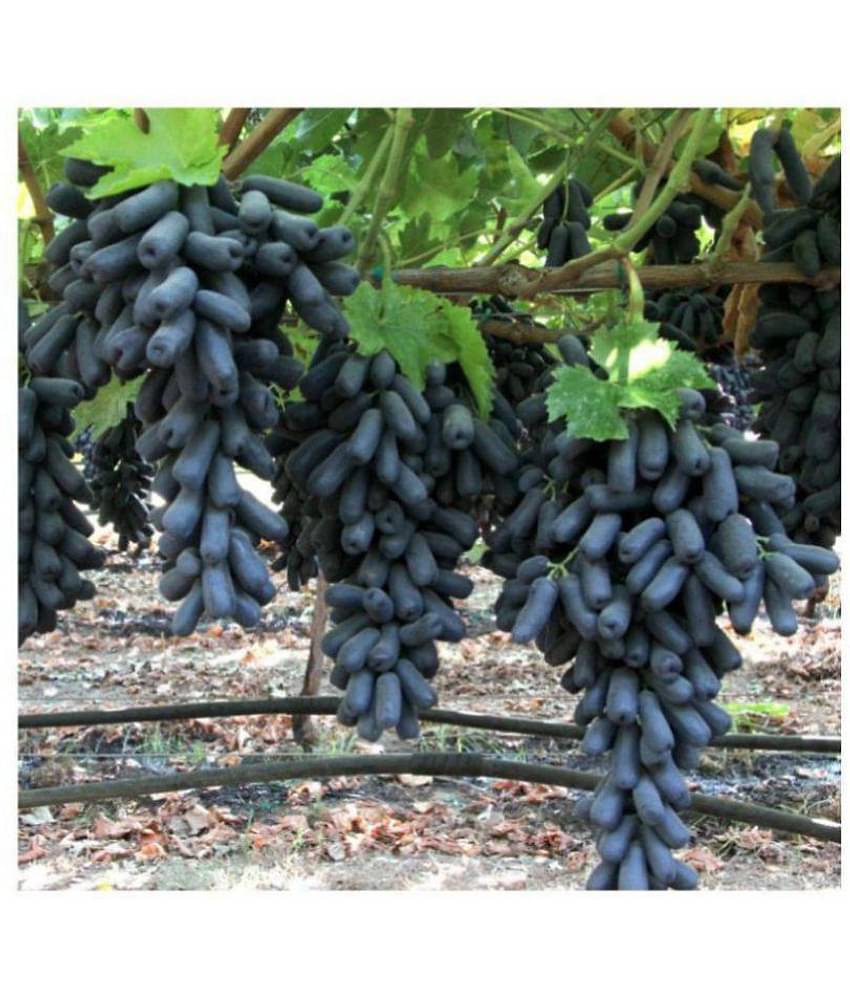 finger grape fruit seeds Natural growth grapes 20 SEEDS