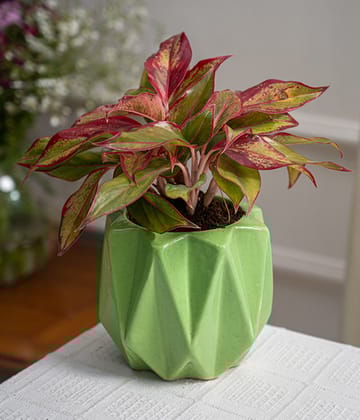 Aglaonema Lipstick in Spiked Ceramic Planter