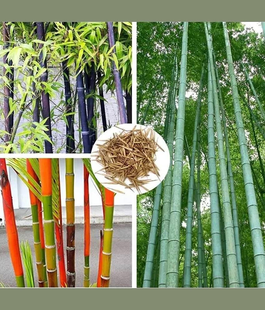 homeagro - Bamboo Bonsai Plant Seeds (Pack of 20)