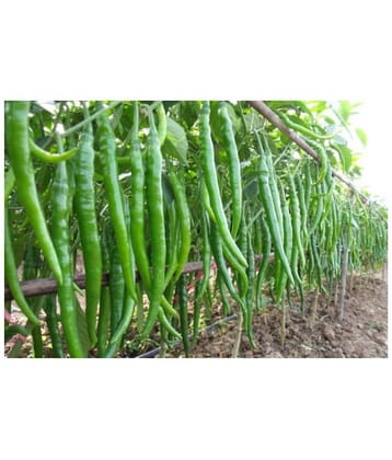 HOT CHILLI PEPPER DESIRE SEED (PACK OF 50 SEED X 1 PER PKTS) + Instruction Manual