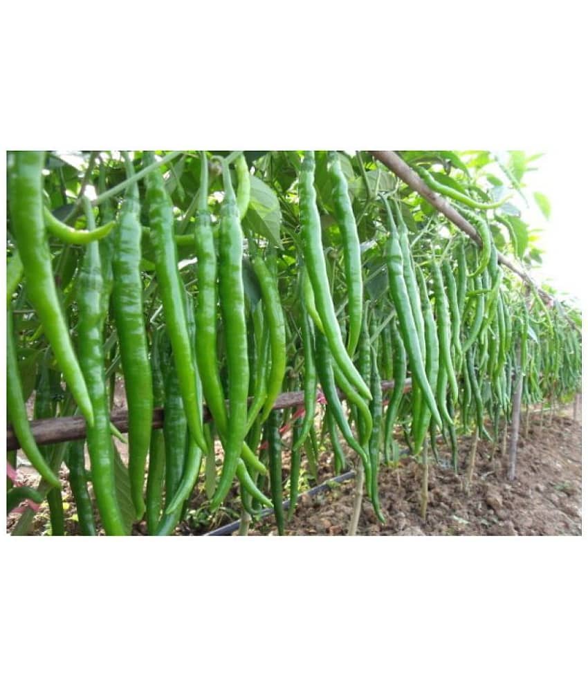 HOT CHILLI PEPPER DESIRE SEED (PACK OF 50 SEED X 1 PER PKTS) + Instruction Manual