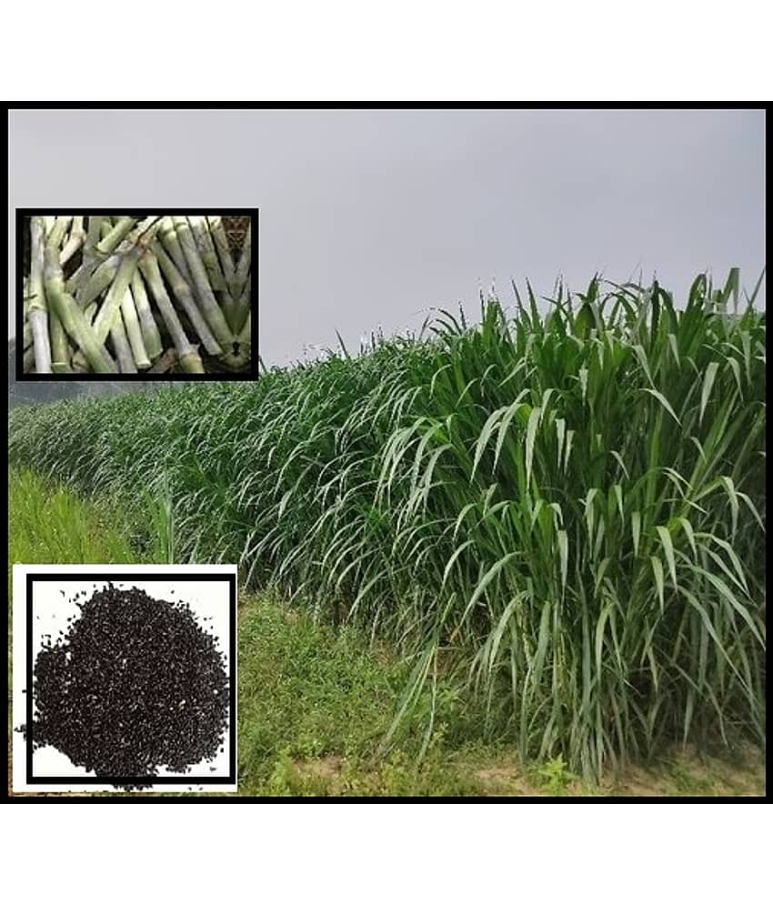 super napier grass pack of 2000 seeds WITH USE MANUAL FOR OUTDOOR GARDENING USE ( USED IN ANIMAL FOOD)