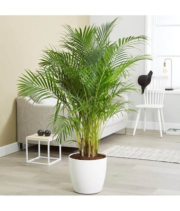 HN organic seed - Areca palm Plant ( 5 Seeds )