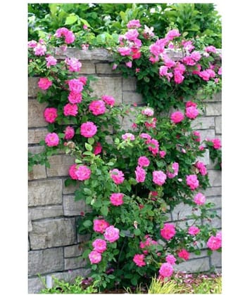 Saaheli Climbing Pink Rose Seed (10 per packet)