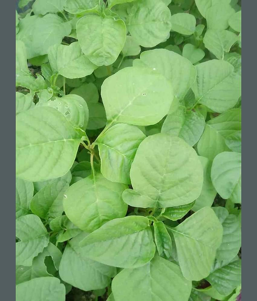 LiveNature Chaulai (Saag) Vegetable ( 100 Seeds )