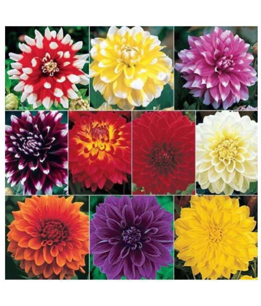 Dahlia Big Flowers Seeds - Pack of 40 Exotic Seeds for Home Garden