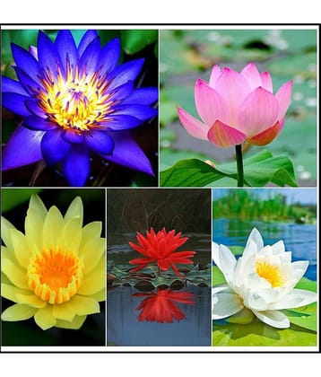 STOREFLIX LOTUS KAMAL FLOWER MIX COLOR  Seed (21 per packet) WITH USER MANUAL