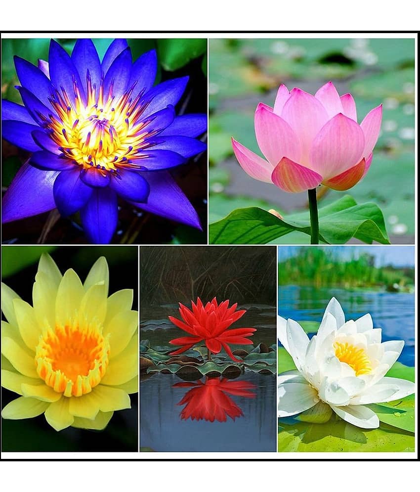STOREFLIX LOTUS KAMAL FLOWER MIX COLOR  Seed (21 per packet) WITH USER MANUAL