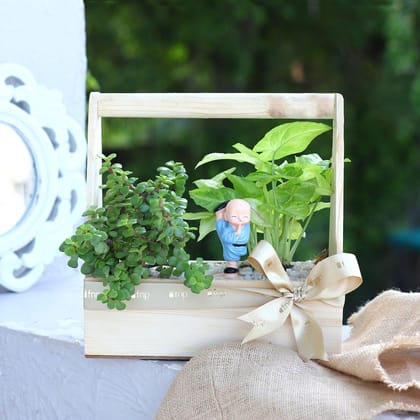 Syngonium And Jade Handle Basket Terrarium