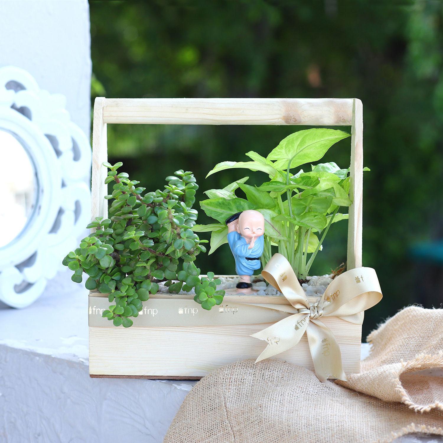Syngonium And Jade Handle Basket Terrarium
