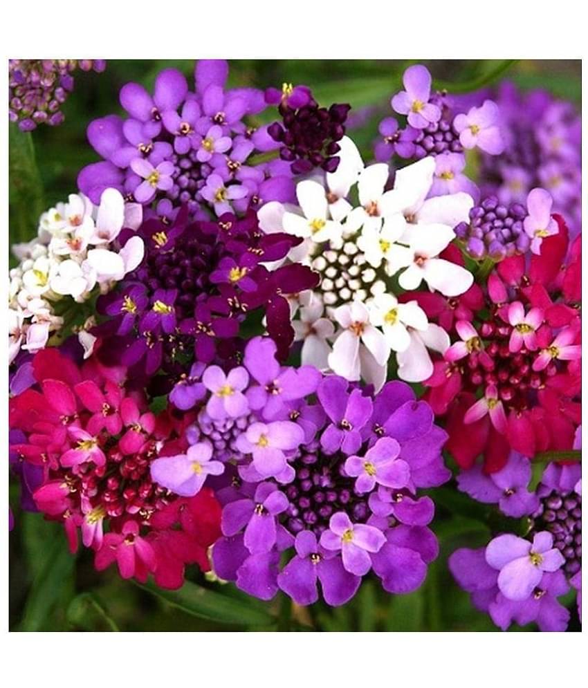 SHOP 360 GARDEN CANDYTUFT HYBRID MIX FLOWER SEEDS - PACK OF 100 SEEDS