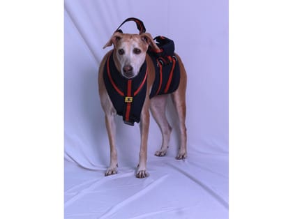 A+a Pets'Dog Lift Full Body Support Harness | Arthritis Paralyses Amputated Senior Older Dogs - XS-S