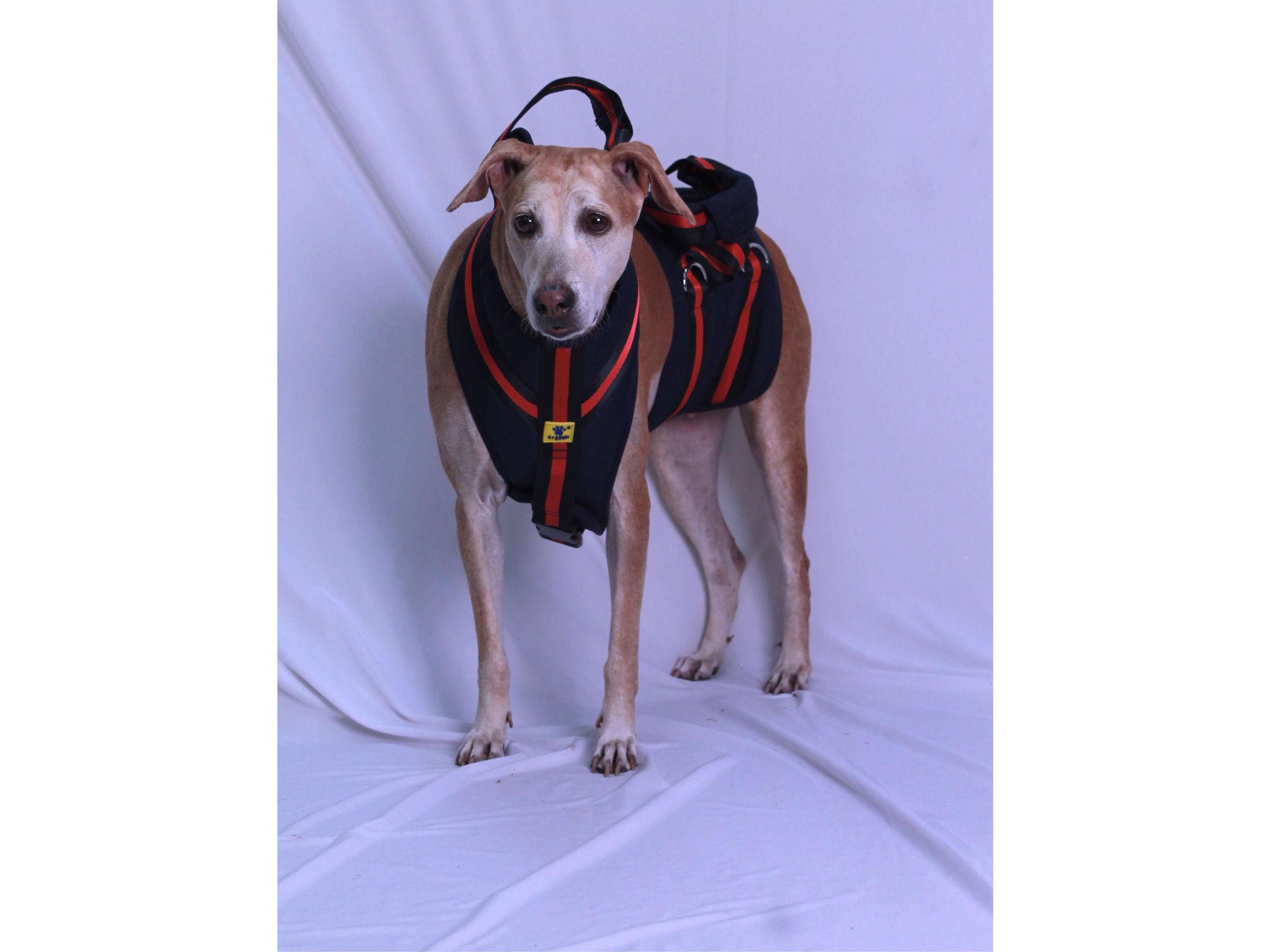 A+a Pets'Dog Lift Full Body Support Harness | Arthritis Paralyses Amputated Senior Older Dogs - XS-S
