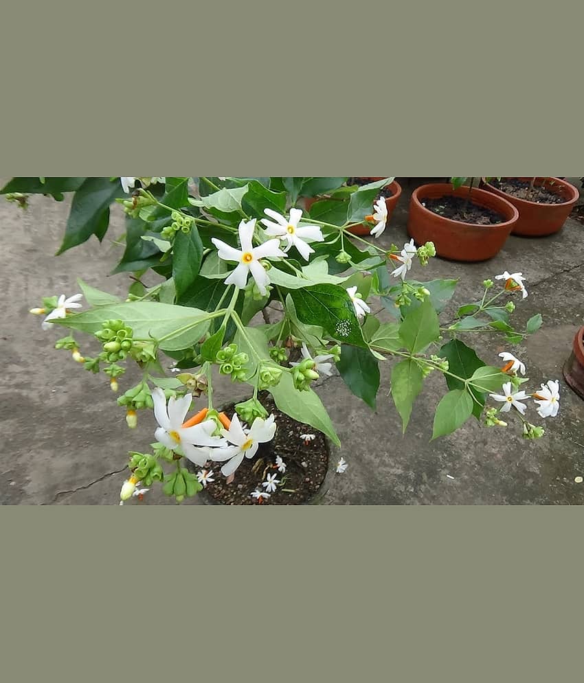 harsringar parijat flower tree plant 30 seeds eco pack with free potting soil and user manual FOR GARDEN USE