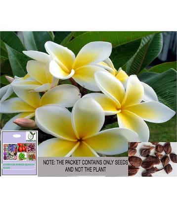 STOREFLIX Champa Michelia Flower ( 20 Seeds )