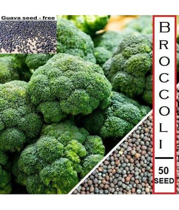 Premium Hybrid Broccoli - 50 Seeds + Guava seed free ( 10 seed )