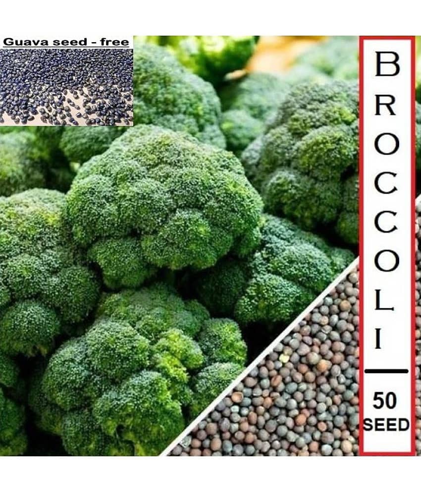 Premium Hybrid Broccoli - 50 Seeds + Guava seed free ( 10 seed )