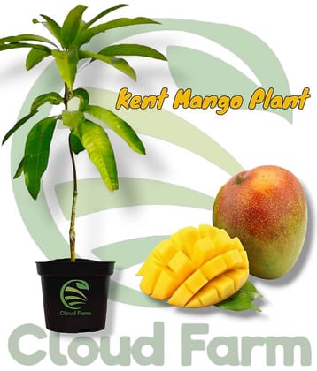 Cloud Farm Outdoor Fruit Plant ( Pack of 1 )